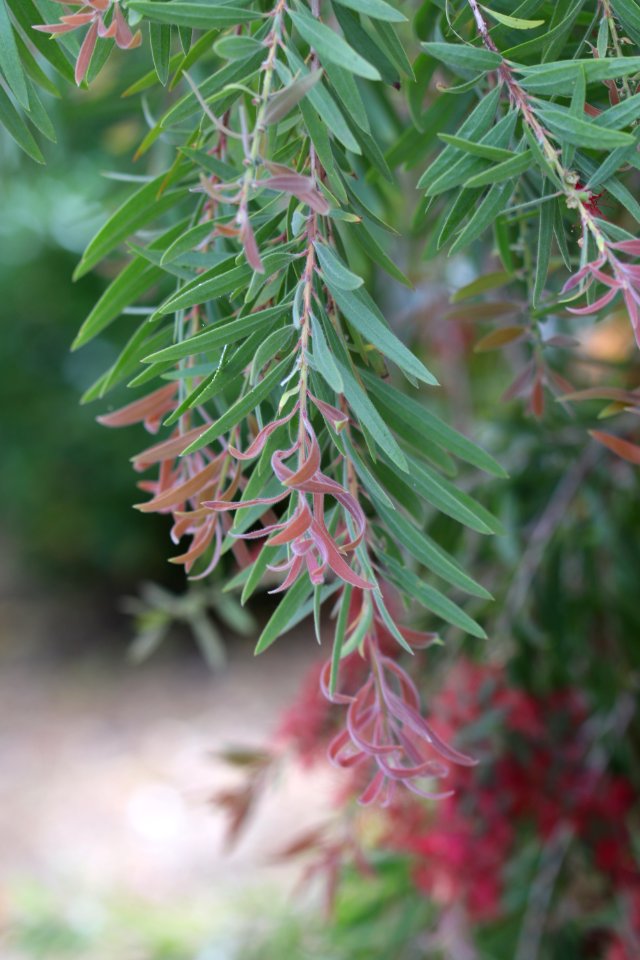 Melaleuca viminalis IMG 9998-w-