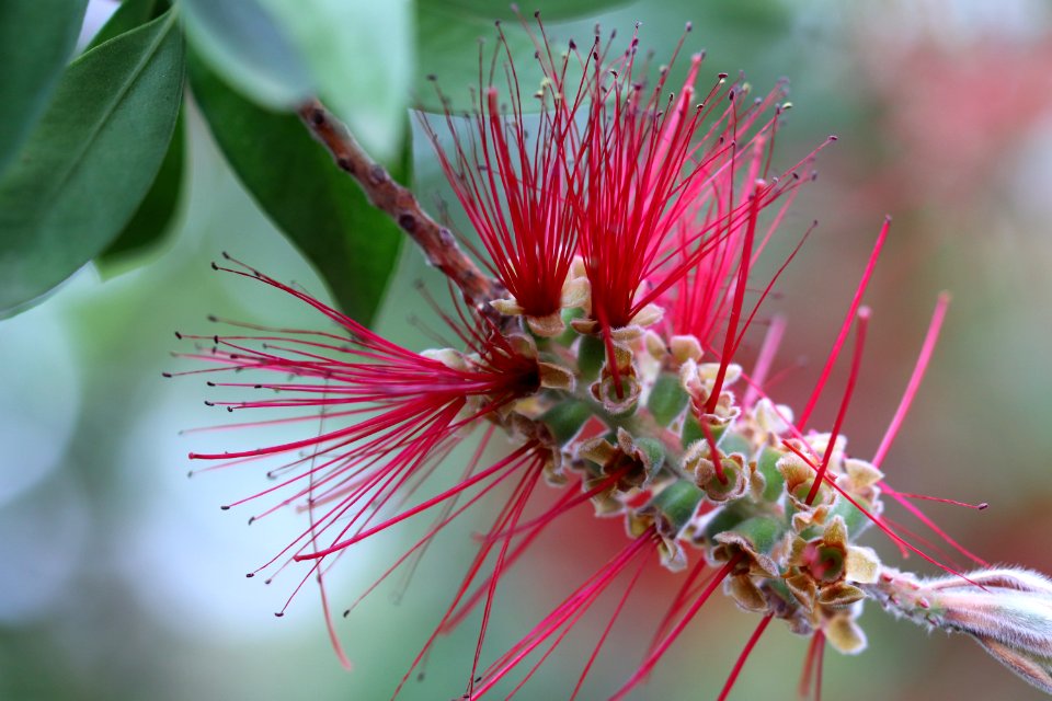 Melaleuca citrina syn. Callistemon citrinus, public domain IMG 2425-
