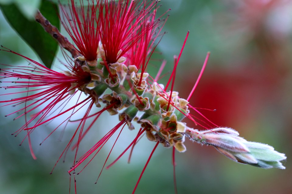 Melaleuca citrina syn. Callistemon citrinus, public domain IMG 2422-