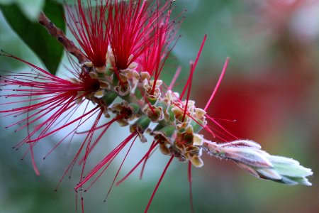 Melaleuca citrina syn. Callistemon citrinus, public domain IMG 2422-