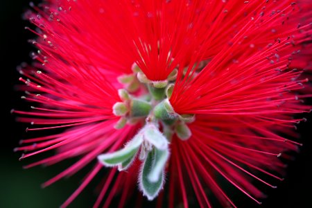 Melaleuca citrina syn. Callistemon citrinus, public domain IMG 2419-