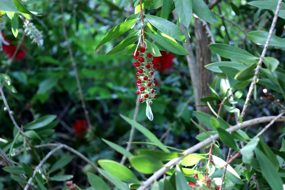 Melaleuca citrina syn. Callistemon citrinus public domain IMG 9911
