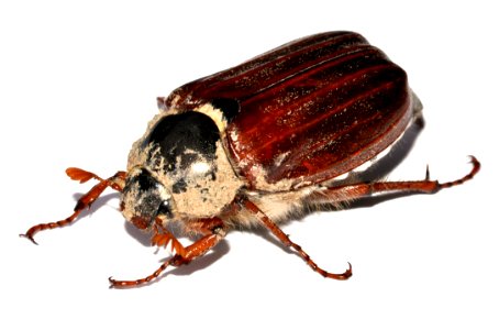 Melolontha-melolontha-06-fws