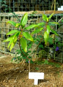 Melastoma sanguineum - Shinjuku Gyo-en Greenhouse - Tokyo, Japan - DSC05760