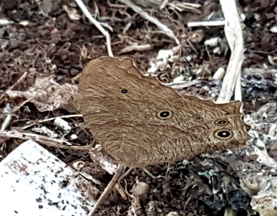 Melanitis leda (Philippines)