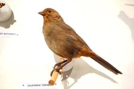 Melozone crissalis (California towhee) - Oakland Museum of California - DSC05323