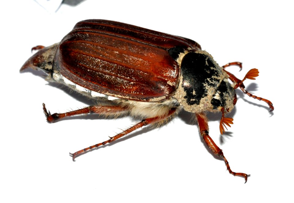 Melolontha-melolontha-08-fws