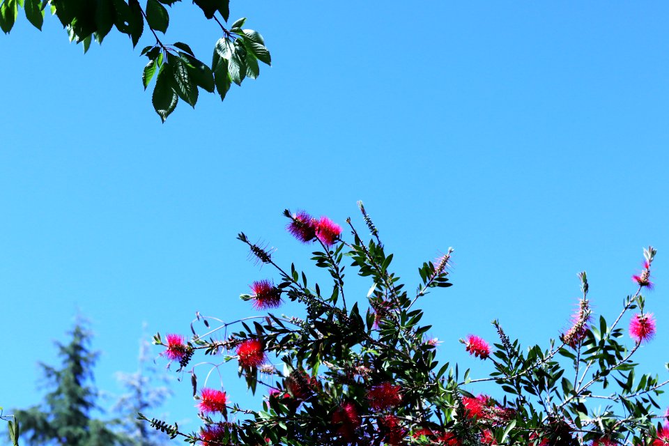 Melaleuca citrina syn. Callistemon citrinus, public domain IMG 4767