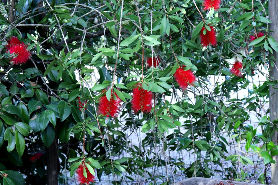 Melaleuca citrina syn. Callistemon citrinus public domain IMG 9925