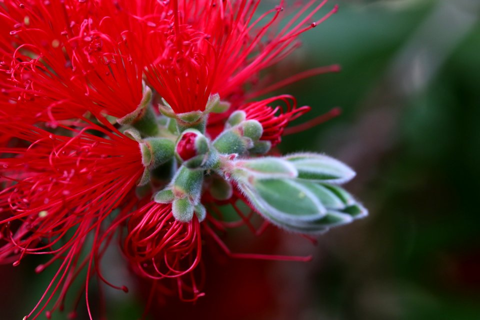 Melaleuca citrina syn. Callistemon citrinus, public domain IMG 2406-