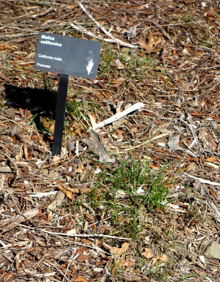 Melica californica - Leaning Pine Arboretum - DSC05633