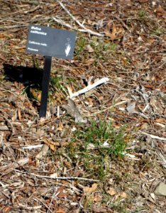 Melica californica - Leaning Pine Arboretum - DSC05633