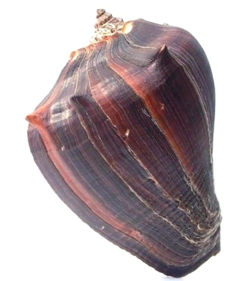 Melongena patula (Broderip & Sowerby, 1829) - BioLib.cz (1)