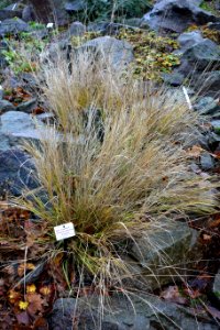 Melica transsilvanica - Botanischer Garten, Dresden, Germany - DSC08676