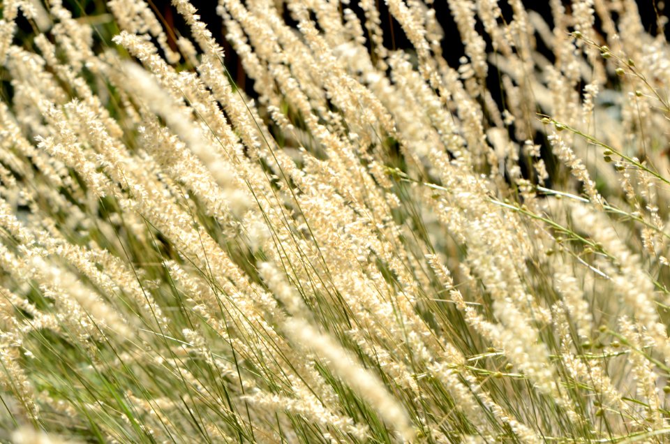 Melica ciliata inflorescences