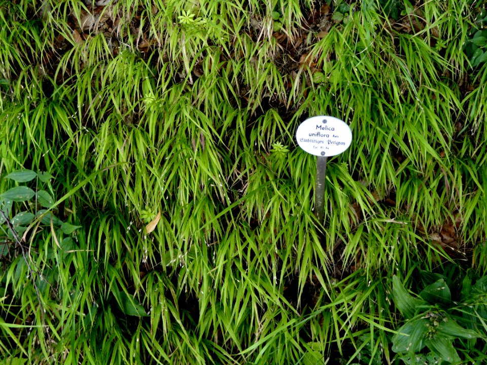 Melica uniflora - Botanical Garden, University of Frankfurt - DSC02583