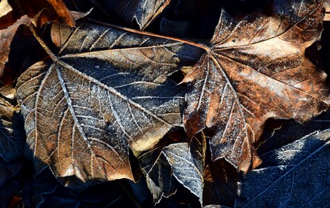 Frost winter december