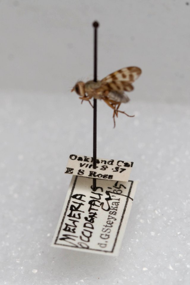 Melieria occidentalis, with labels