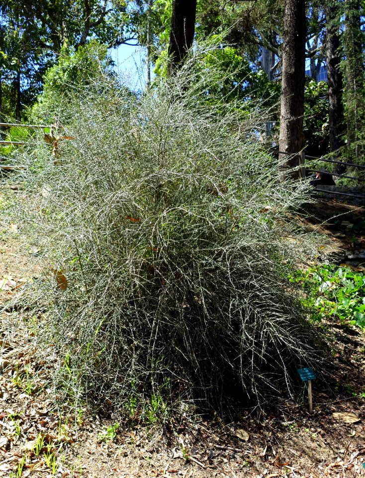 Melicytus angustifolius - Mildred E. Mathias Botanical Garden - University of California, Los Angeles - DSC02750