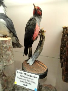Melanerpes lewis - Pacific Grove Museum of Natural History - DSC06705