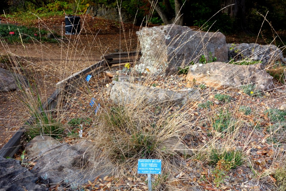 Melica harfordii - Regional Parks Botanic Garden, Berkeley, CA - DSC04455