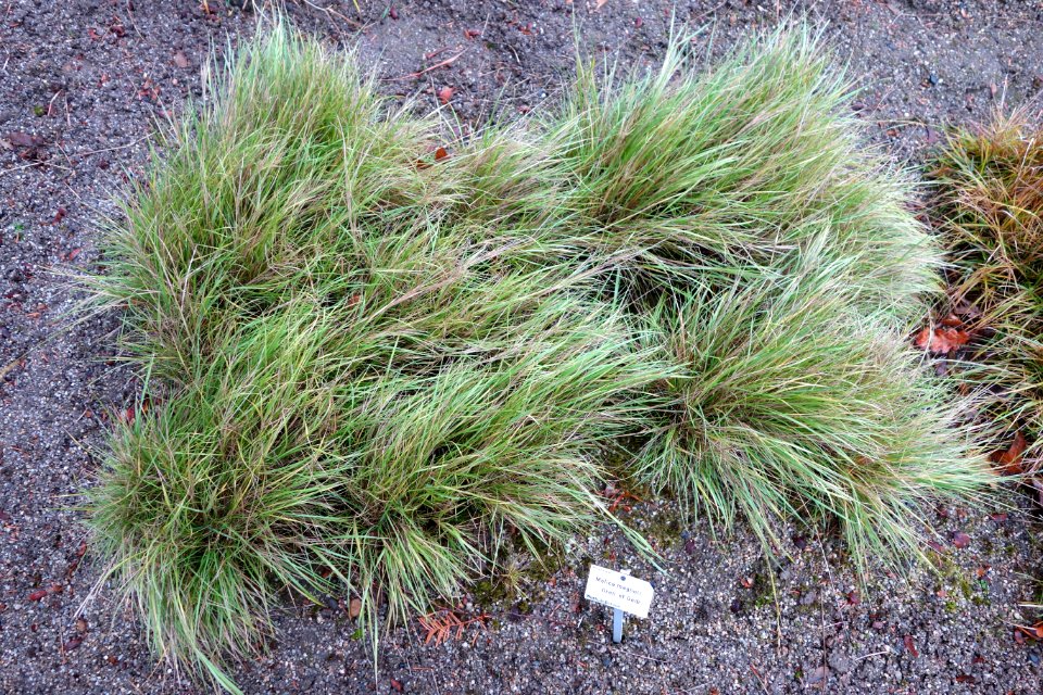Melica ciliata (Melica magnolii) - Botanischer Garten, Dresden, Germany - DSC08732