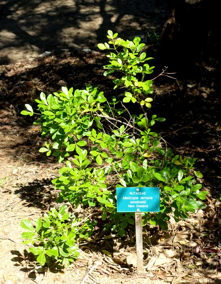Melicope ternata - Mildred E. Mathias Botanical Garden - University of California, Los Angeles - DSC02743