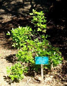 Melicope ternata - Mildred E. Mathias Botanical Garden - University of California, Los Angeles - DSC02743