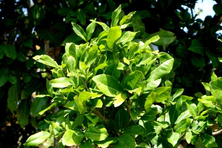 Melicoccus oliviformis (Talisia oliviformis) - Fruit and Spice Park - Homestead, Florida - DSC08980