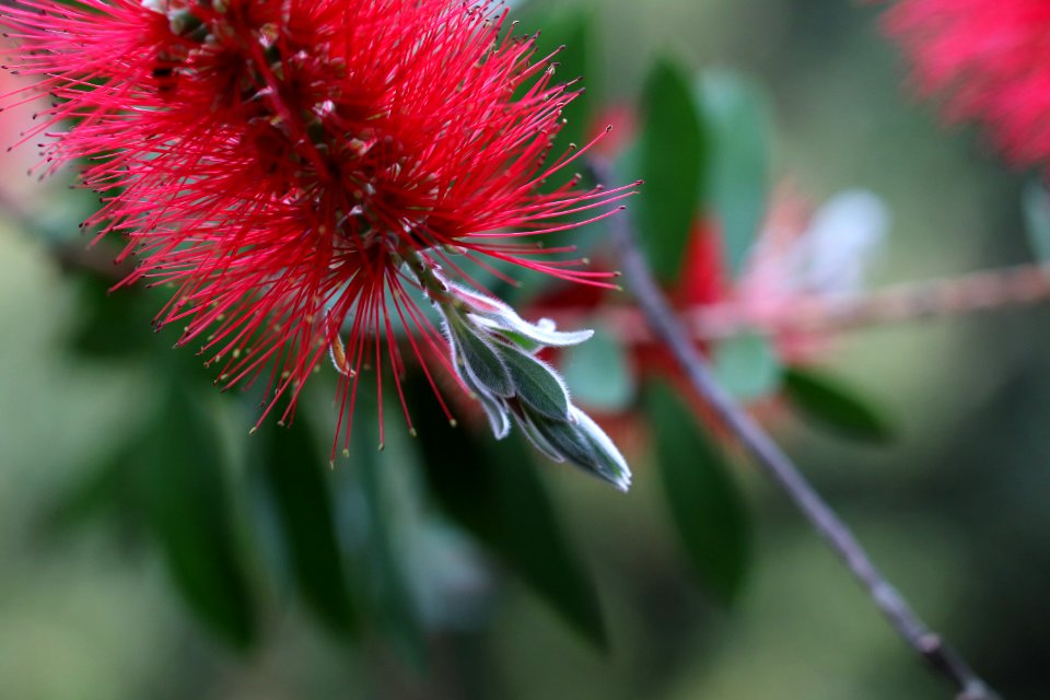 Melaleuca citrina syn. Callistemon citrinus, public domain IMG 2415-