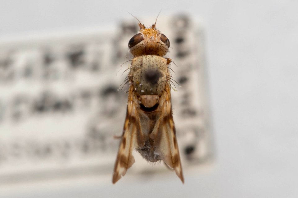 Melieria occidentalis, dorsal view