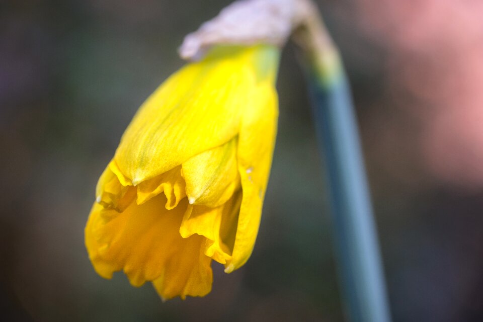 Blossom bloom flower