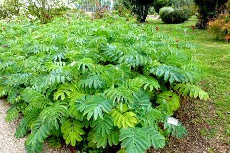 Melianthus major - Orto botanico - Rome, Italy - DSC00098