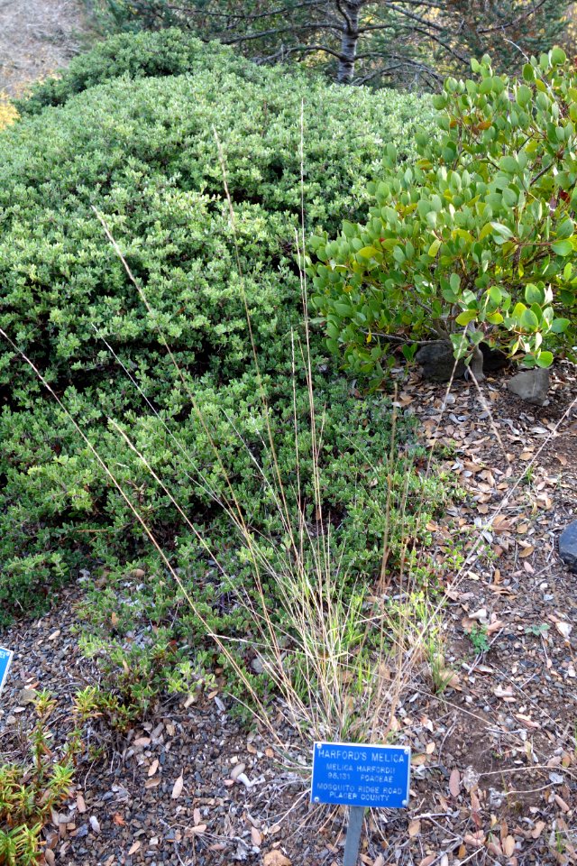Melica harfordii - Regional Parks Botanic Garden, Berkeley, CA - DSC04495