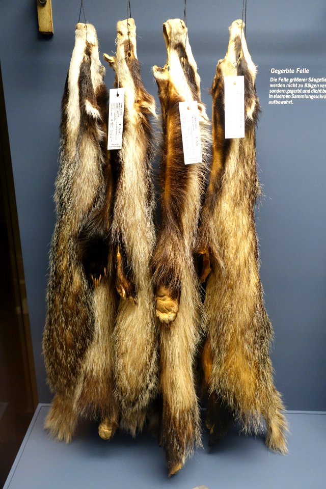 Meles meles - Museum fur Naturkunde, Berlin - DSC00212
