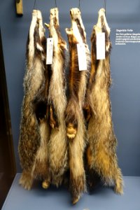 Meles meles - Museum fur Naturkunde, Berlin - DSC00212