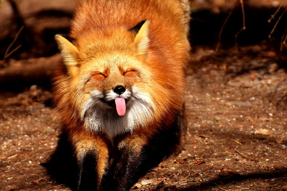 Animal world wild animal stick out tongue