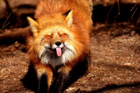 Animal world wild animal stick out tongue