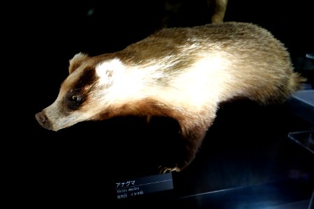 Meles leucurus - National Museum of Nature and Science, Tokyo - DSC06812