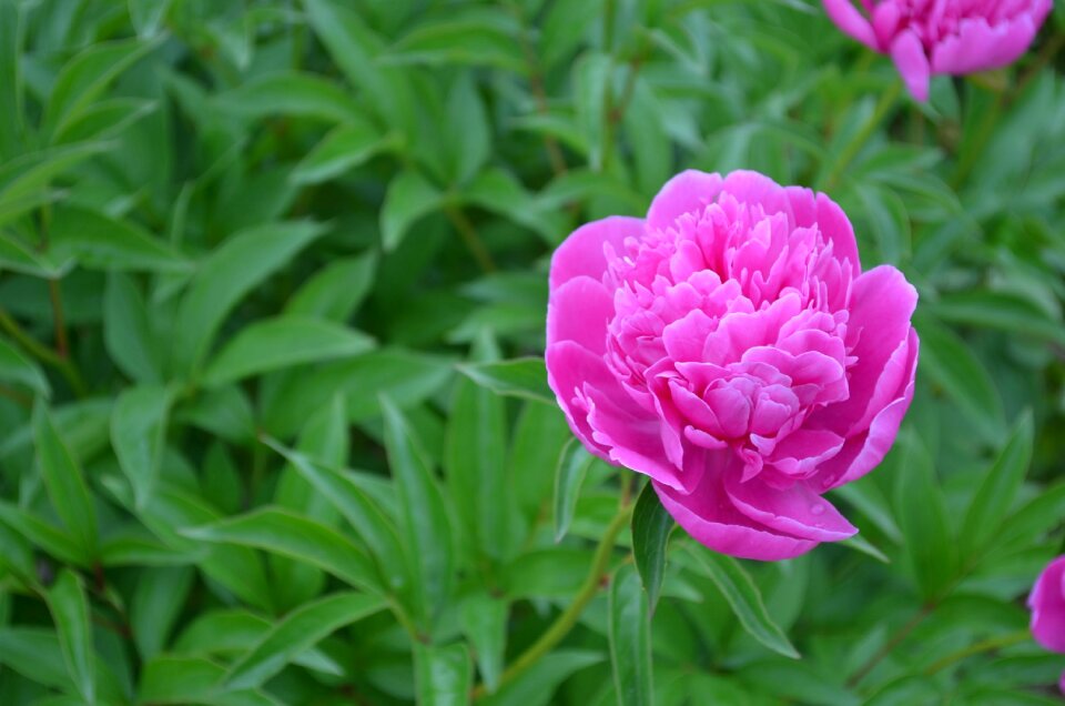 Pink flowers summer natural