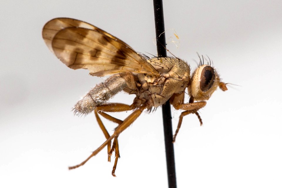 Melieria occidentalis, side viewS