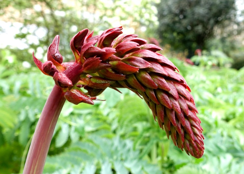 Melianthus major - Orto botanico - Rome, Italy - DSC00099