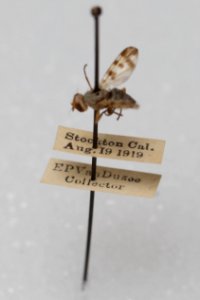 Melieria occidentalis, alternate specimen with labels