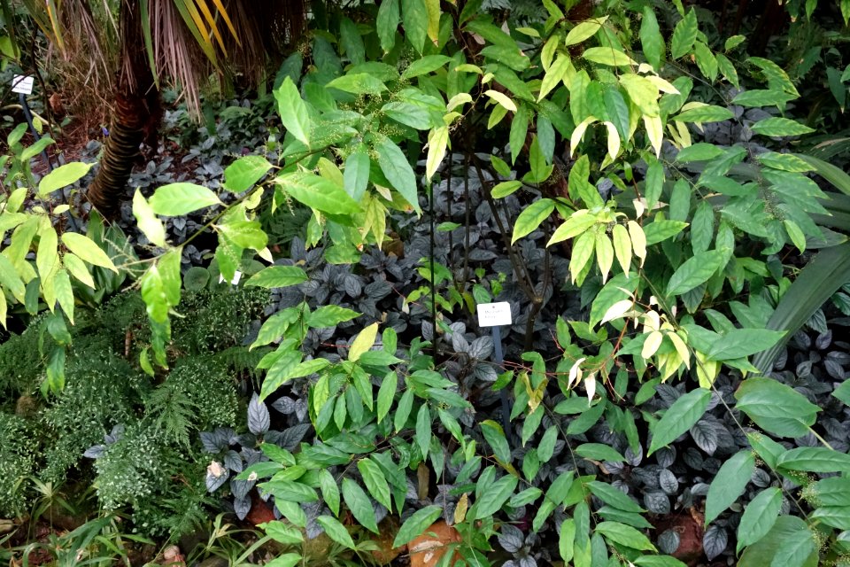 Meliosma henryi - Botanischer Garten, Dresden, Germany - DSC08593