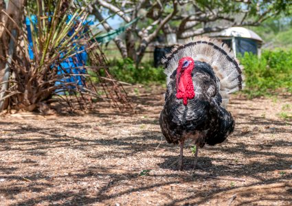 Meleagris gallopavo in Margarita Island