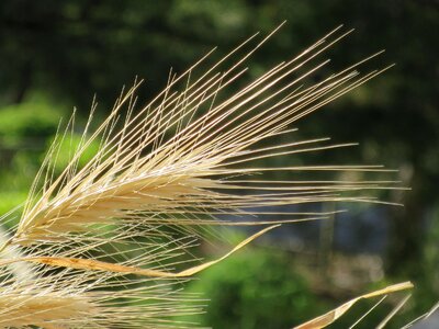 Wheat macro summer