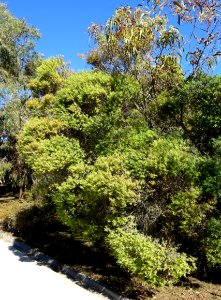 Melaleuca linariifolia - Jardín Botánico de Barcelona - Barcelona, Spain - DSC09009