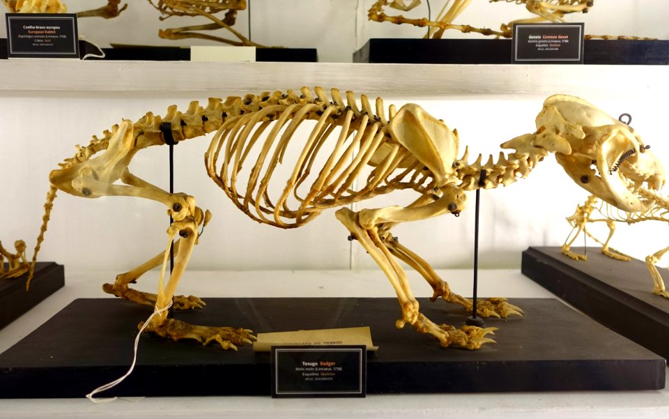 Meles meles skeleton - Museu da Ciência da Universidade de Coimbra - University of Coimbra - Coimbra, Portugal - DSC09218