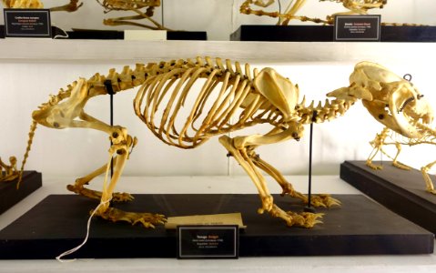 Meles meles skeleton - Museu da Ciência da Universidade de Coimbra - University of Coimbra - Coimbra, Portugal - DSC09218