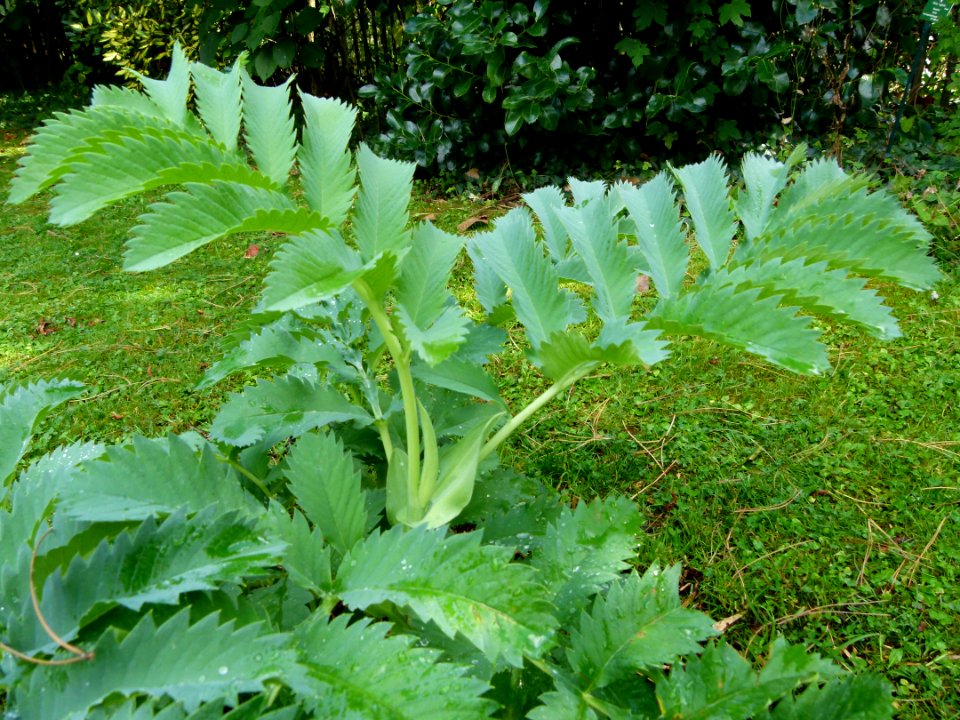 Melianthus major Parc floral